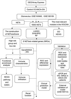 Identification and validation of immune-associated NETosis subtypes and biomarkers in anti-neutrophil cytoplasmic antibody associated glomerulonephritis